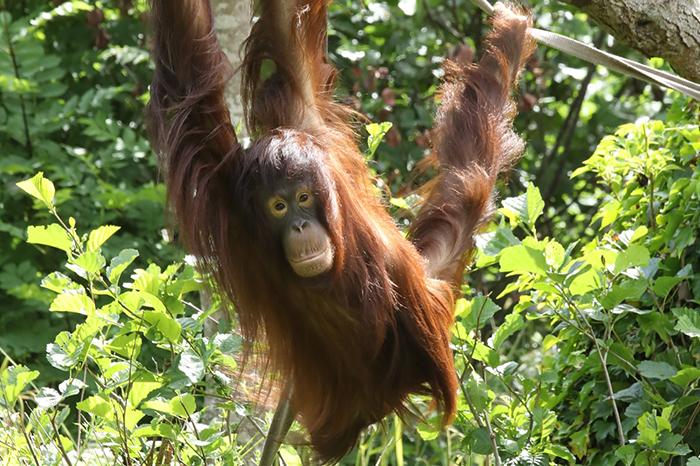 An Orangutan swinging from a tree